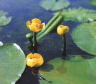 gelbe Teichrose