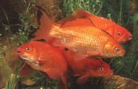 Goldfische