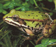 grner Wasserfrosch